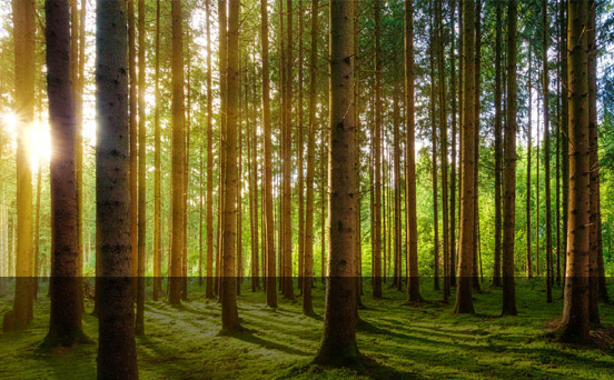 山东能通木业有限公司